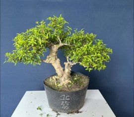 Mai chiếu thuỷ trực đẹp #335k bao ship tới nhà ạ