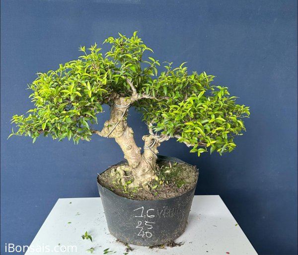 Mai chiếu thuỷ trực đẹp #335k bao ship tới nhà ạ