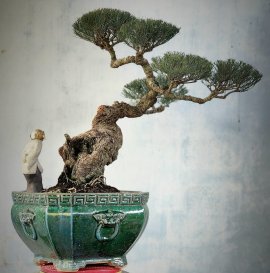 Cây phi lao (dương) rất già tay tàn mịn dáng nghệ thuật