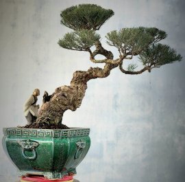 Cây phi lao (dương) rất già tay tàn mịn dáng nghệ thuật