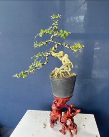 Linh sam sông hinh để bàn đẹp
