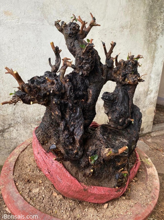Cẩm thị