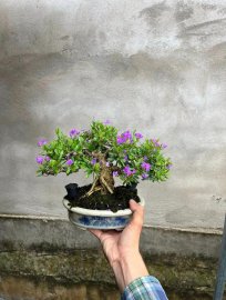 Linh sam ra hoa liên tục