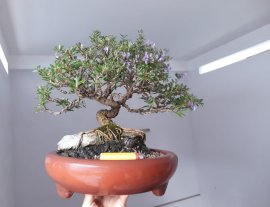 Linh Sam sông Hinh zin ký đá...