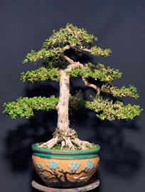 Nhất trụ kình thiên