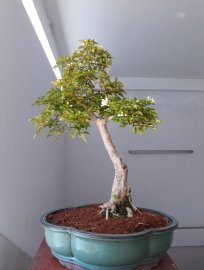 Nguyệt Quế Văn Nhân đang hoa...