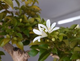 Nguyệt Quế Văn Nhân đang hoa...