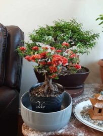 Một số mẫu trang sen đầy hoa tại Canada
