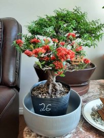 Một số mẫu trang sen đầy hoa tại Canada