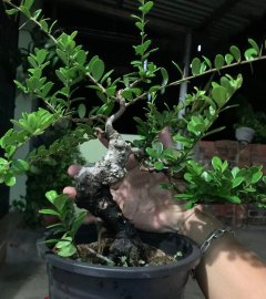 Hải châu sông cầu lá đẹp như sen