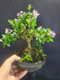 Linh sam hồng phấn rin để bàn