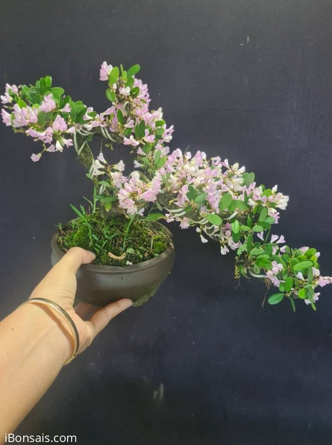 Linh sam hồng phấn rin để bàn