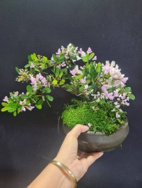 Linh sam hồng phấn rin để bàn