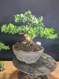 Linh sam trắng rin sắp đế lùn lực