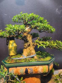 Mai chiếu thủy cốt cành chà bá bao phê