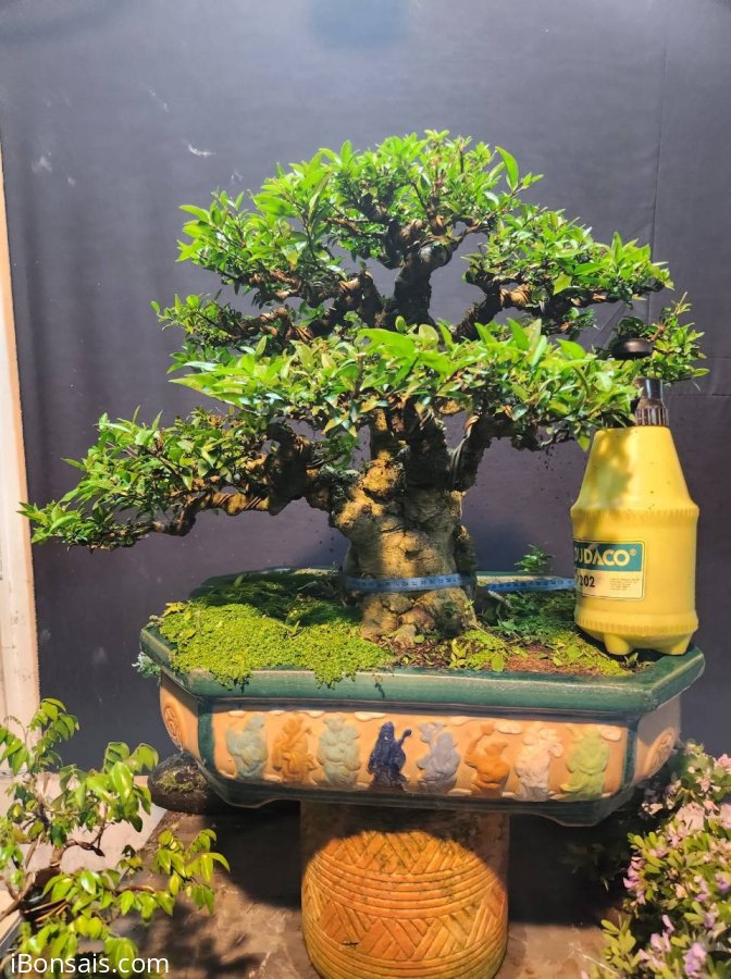 Mai chiếu thủy cốt cành chà bá bao phê