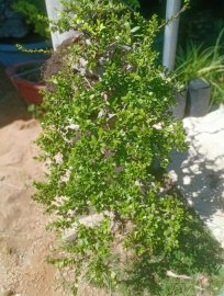 Hải châu biển đảo lá rất đẹp