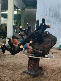 Cây cẩm thị dáng đổ