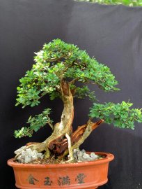 Thanh lý cây linh sam ninh thuận giá mềm cho ae tập chơi
