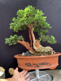 Thanh lý cây linh sam ninh thuận giá mềm cho ae tập chơi