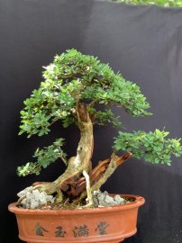 Thanh lý cây linh sam ninh thuận giá mềm cho ae tập chơi