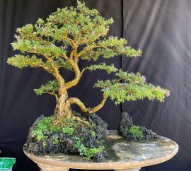 Linh sam sông hinh form thiên nhiên