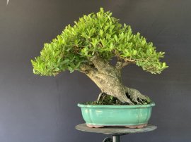 Củ hải châu lùn lực bê tay mini mịn siêu già