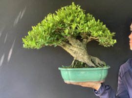 Củ hải châu lùn lực bê tay mini mịn siêu già