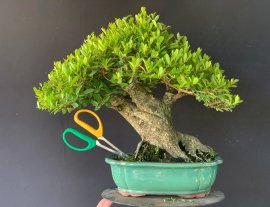 Củ hải châu lùn lực bê tay mini mịn siêu già