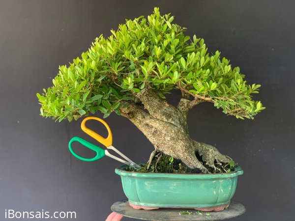 Củ hải châu lùn lực bê tay mini mịn siêu già