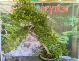 Hải châu chân dài tàn rin