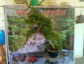 Hải châu chân dài tàn rin