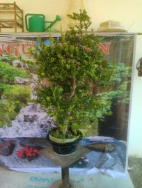 Hải châu chân dài tàn rin
