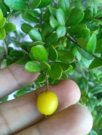 Hải châu chân dài tàn rin