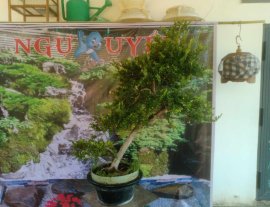 Hải châu chân dài tàn rin