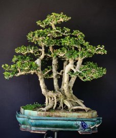 Cụm sam núi 5 thân