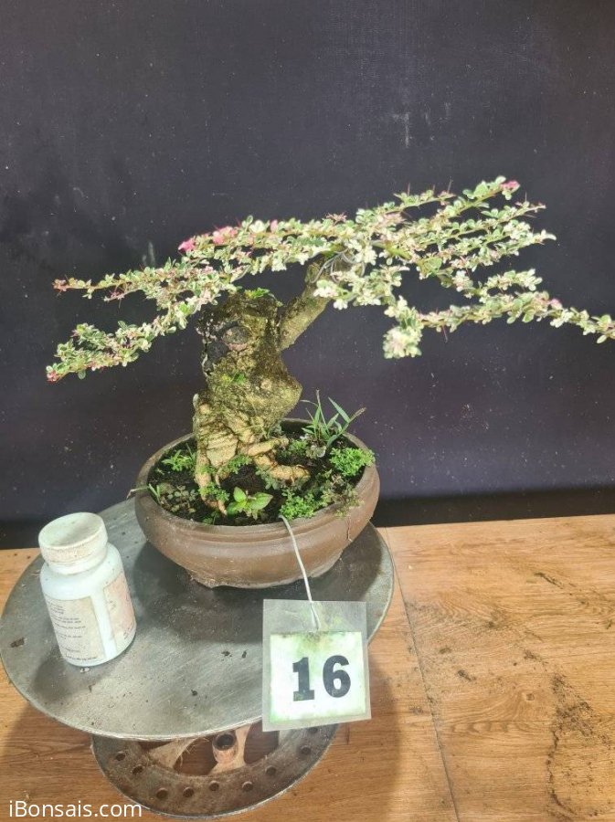 Cần thăng cẩm thạch cánh bướm