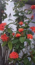 Mẫu Đơn Rừng Hoa Đỏ Sống Khoẻ