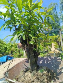 Mẫu Đơn Rừng Hoa Đỏ Sống Khoẻ