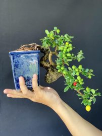Hải châu hàng siêu phẩm