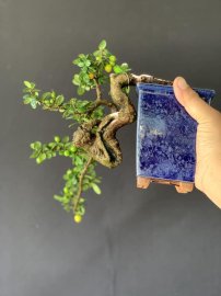 Hải châu hàng siêu phẩm