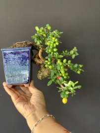 Hải châu hàng siêu phẩm
