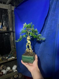 Linh sam giá vài xị bao ship ae thích ib ạk
