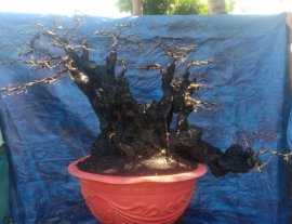 Cẩm thị già đẹp