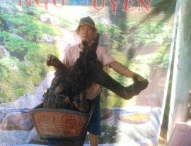 Cẩm thị khai thác