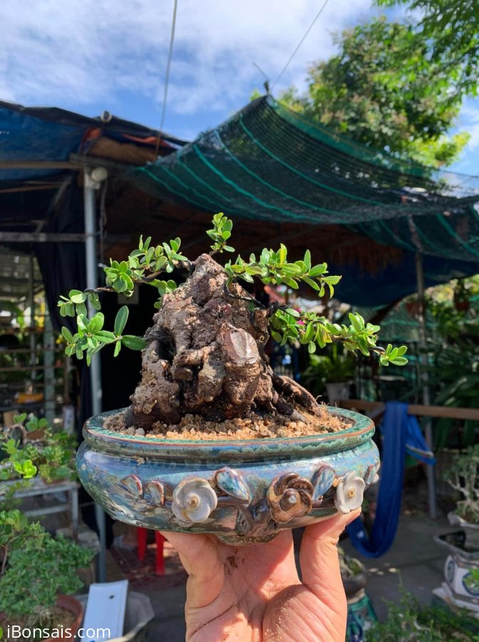 Củ hải châu sông cầu lá rí siêu đẹp