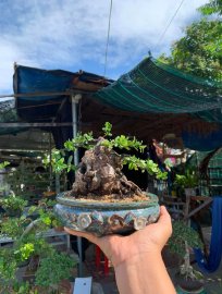 Củ hải châu sông cầu lá rí siêu đẹp