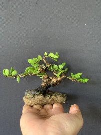Top 1 hải châu sông cầu lá tròn siêu mini siêu thuần