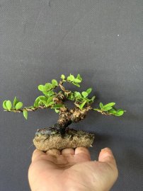 Top 1 hải châu sông cầu lá tròn siêu mini siêu thuần
