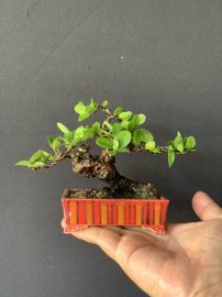 Top 1 hải châu sông cầu lá tròn siêu mini siêu thuần